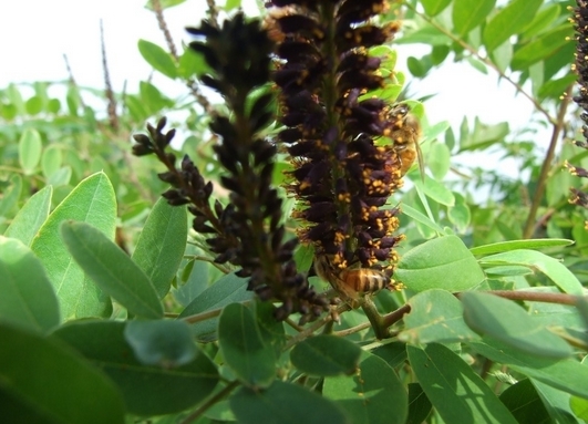 Amorpha fruticosa seed